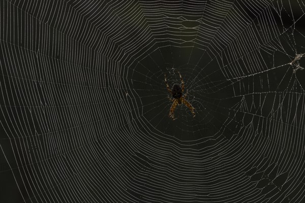 European garden spider