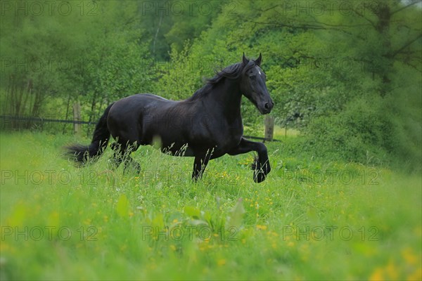 Friese