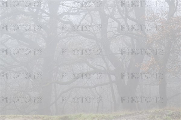 English oaks
