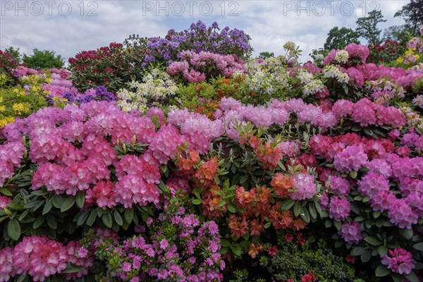Rhododendron and azalea blossom