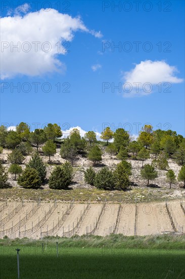 Vineyard in spring in the Ribera del Duero appellation area in the province of Valladolid in Spain
