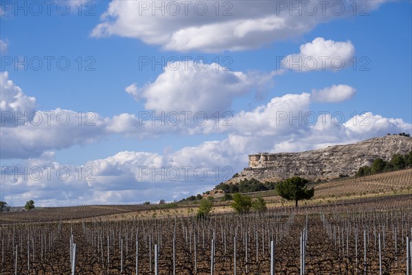 Vineyard in spring in the Ribera del Duero appellation area in the province of Valladolid in Spain