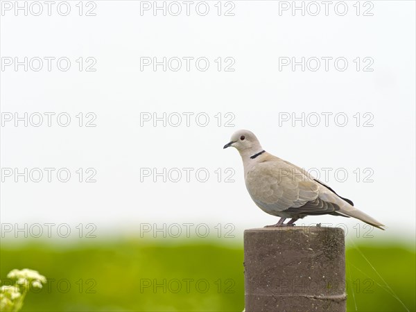 Eurasian Collared Dove