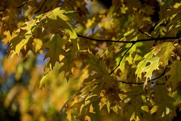 Autumnal discoloured leaves of the northern red oak