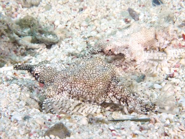 Little dragonfish