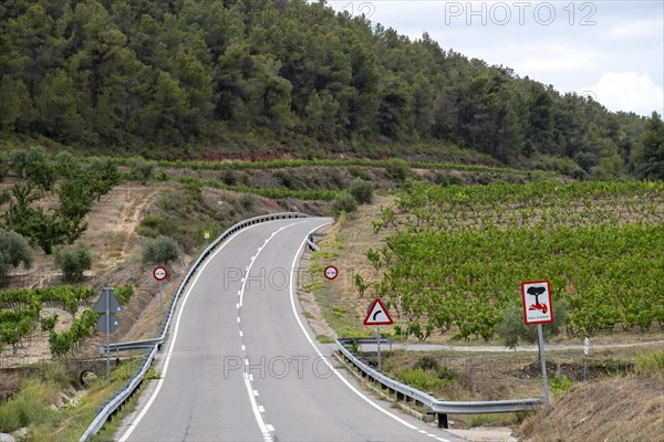 Country road between the vineyards of the Priorat designation of origin area in the province of Tarragona in Catalonia in Spain
