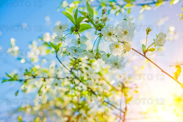 Blossom of cherry tree small branch with flovers on blurred sky background with suun instagram style