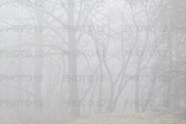 English oaks