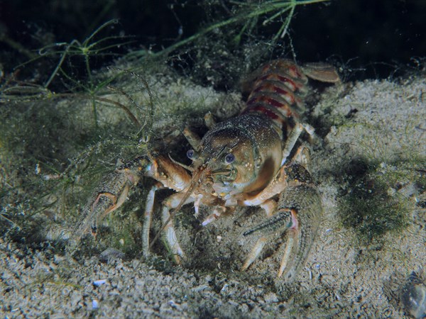 Crayfish