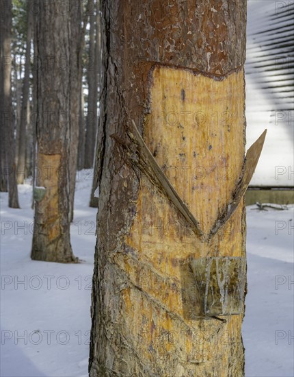 Pecher trees in front of the Pecher Chapel
