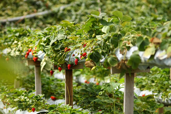 Ripe strawberries ready for harvest in a well-maintained farm