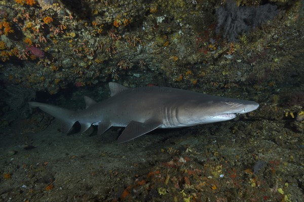 Sand tiger shark