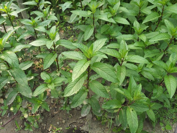 Peppermint