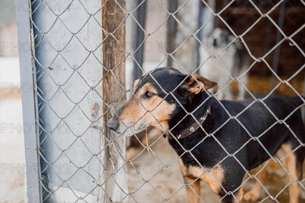 Sad homeless Jagdterrier in a cage in a shelter for stray dogs