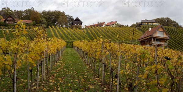 Vineyards in autumn