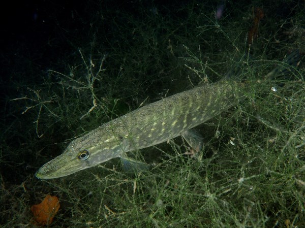 Pike