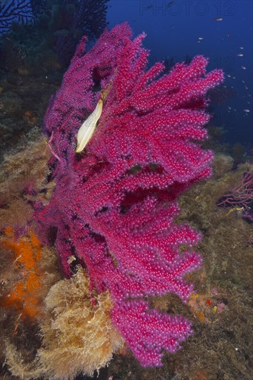 Egg capsule of nursehound