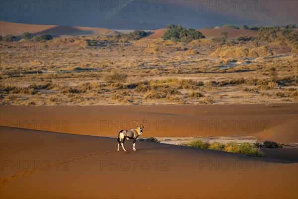 Oryx antelope standing on a red sand dune