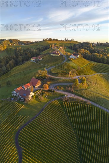 Aerial view of vineyards in the morning light