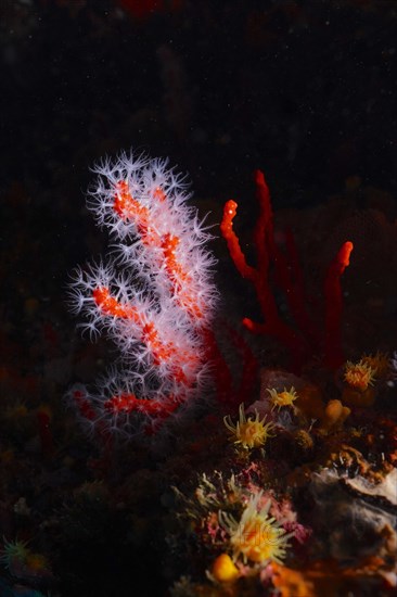 Red coral