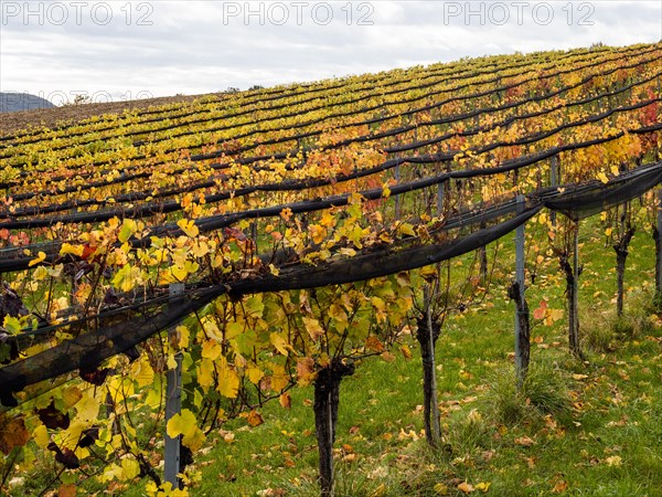 Vineyards in autumn