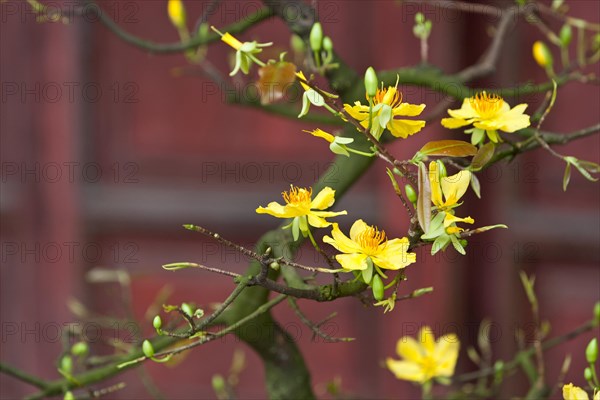 Apricot tree with yellow blossoms