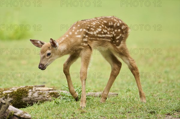 Sika deer