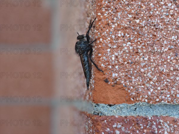 Robber fly