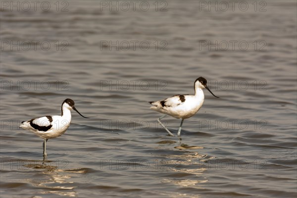 Water bird