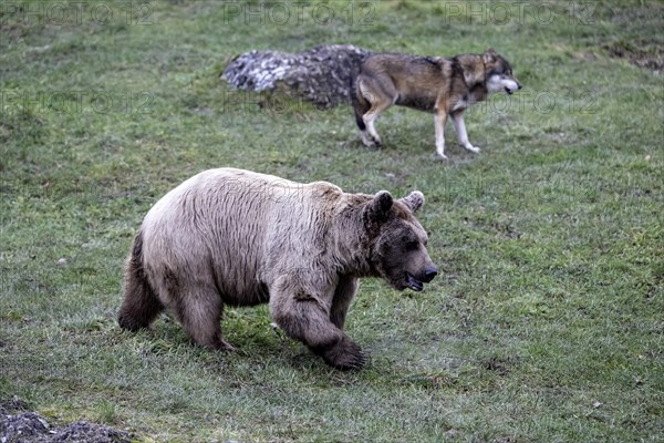 Syrian brown bear