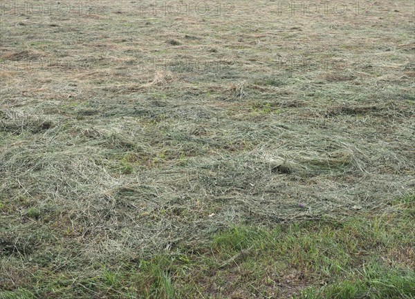 Freshly cut hay