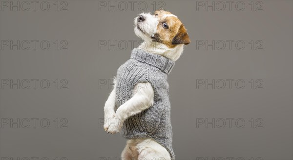 Charming Jack Russell posing in a studio in a warm gray sweater.