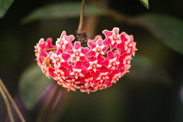 Star-like red