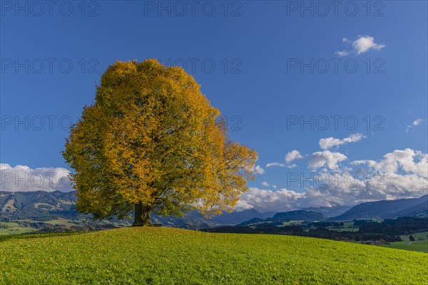 Peace lime tree