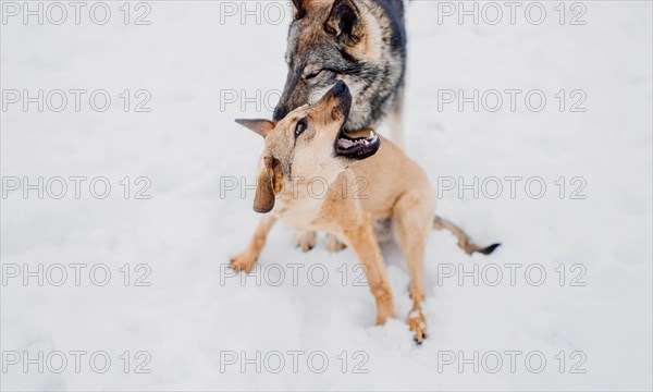 Siberian husky plays with another dog in the snow at a shelter for homeless animals