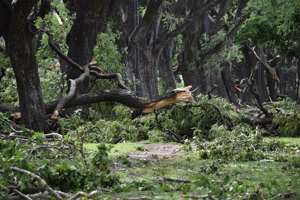 Broken and fallen trees of the species Tipu tree