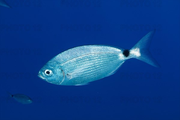 Banded seabream