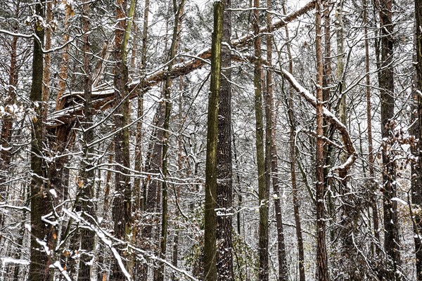 Winter landscape