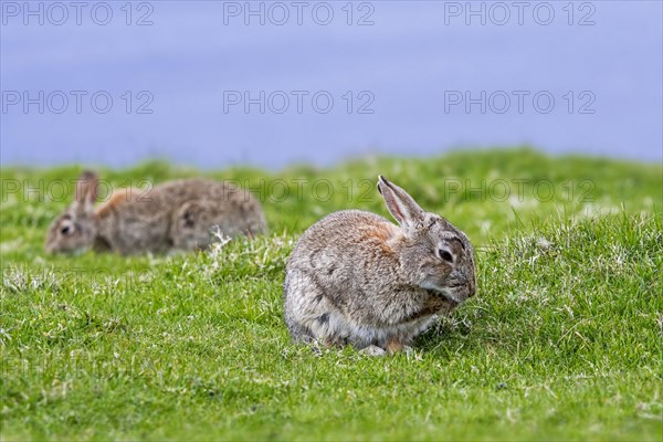 Two European rabbits