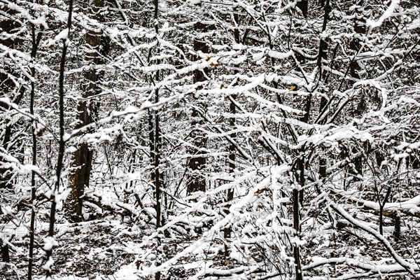Winter landscape