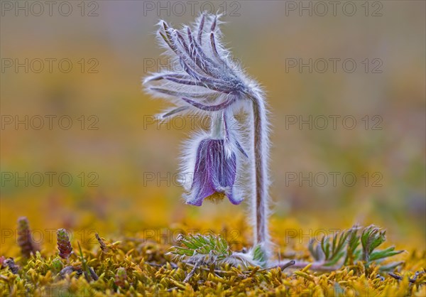 Small pasque flower