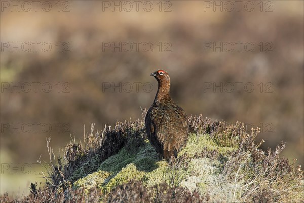 Red grouse