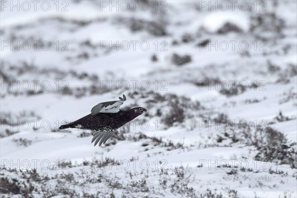 Red grouse