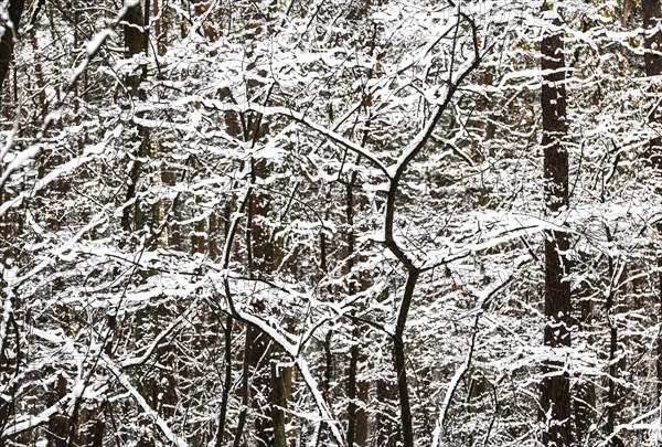 Winter landscape