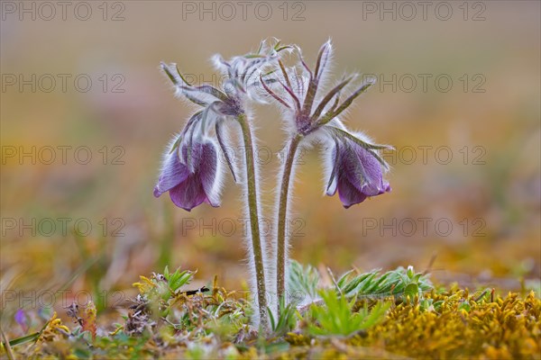 Small pasque flower