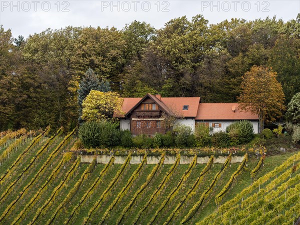 Vineyards in autumn