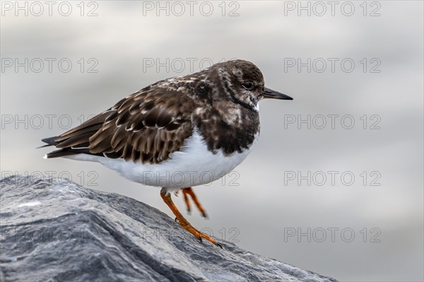 Ruddy turnstone