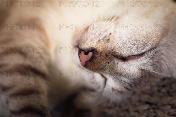 Close-up of a siamese sleeping pet cat with emphasis on its cute whiskers, cozy comfort at home