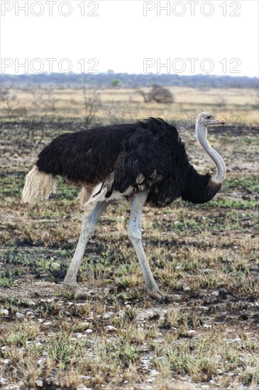 African ostrich (Struthio camelus) in the savannah in Etosha National Park, bird animal, bird,