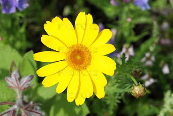Golden marguerite (Anthemis tinctoria), medicinal plant, in a colourful flower meadow,